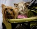 Traveling with Pets to Las Vegas – Pet Hotels of America.mp4